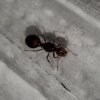 Brood boosting a camponotus queen with another species. - last post by Bobby_Hill