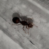 Camponotus sexguttatus w/ Inaequalis brood - last post by Bobby_Hill