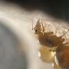 Myrmecocystus Mexicanus question (Honeypot ant) - last post by ExponentMars