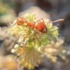 Caught some Pogonomyrmex calis queens - last post by Tyr_Ants