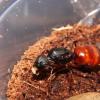 Kadin's Acromyrmex versicolor journal - last post by KadinB