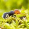 Best Formicarium Material for Crematogaster - last post by antsandmore