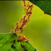 THA fortress nest with camponotus queen, VA - last post by gs5248