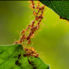 Hibernating High-evevation Camponotus - last post by gs5248