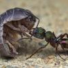 Opisthopis queen and development - last post by Darcy