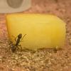 tdlnx’s Camponotus Pennsylvanicus Journal - last post by tdlnx