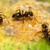 Lasius Niger Journal - last post by Dino