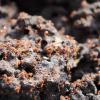 Looking to get into my first colony, help buying ants? (CA) - last post by Cwidmor