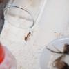Exotic ants vs native ants - last post by NicholasP