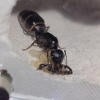 THG's first Pogonomyrmex occidentalis  journal - last post by TacticalHandleGaming