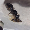 Looking for myrmecocystus, pheidole, solenopsis molesta, and formica. Have extra colonies/queens for sale/trade. (OR, USA) - last post by TacticalHandleGaming