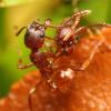 Looking for wingless fruit flies and springtails (Bulgaria, Europe) - last post by iXvXi