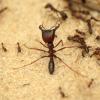 TEXAS ANTS-Thinning out my colonies +ATTA - last post by Taco_Tuesday