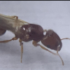 The Camponotus Pennsylvanicus Journal (starting as a new Queen) - last post by yibsi