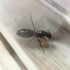 Any idea what is this insect? - last post by SYUTEO