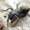 Help! Camponotus deaths at 10 workers - last post by azzaaazzzz00