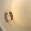 Indianapolis, IN 6/11/21 ID (injured queen?) - last post by Crazycow