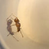 How often should I check up on my Myrmica queens? - last post by Crazycow