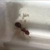 My worker termite colony got their first nymph! - last post by AntBoi3030