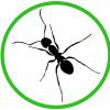 LF Pheidole xerophila - last post by PetsNotPests