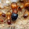 Dreams of Ants? - last post by eea