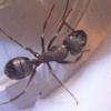 Charleston, South Carolina tiny, tiny ant? - last post by specimen24-6