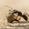 Beetles in my ant colony! - last post by FelixTheAnter