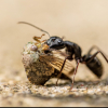 Felix's Lasius Fulignosa journal - last post by FelixTheAnter