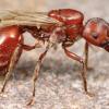 Jordan's Myrmecocystus placodops_02 Journal (now with workers) - last post by DaAnt