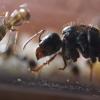 Will an injured queen still survive and found a colony? - last post by GreekAnts