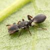 Cephalotes texanus Queen? - last post by TexTech