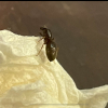 Brad's Camponotus Clarithorax Journal (Updated 6-13-21) - last post by NancyZamora4991