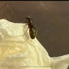 Worker won't let queen move brood. - last post by NancyZamora4991