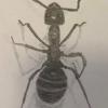 Anyone else like drawing ants? - last post by Adamzam15