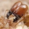 Ant colony inside Cadbury cream egg - last post by Salmon