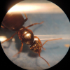 Queen ants for sale in California - last post by Astrotate