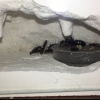 Chasicle’s Pogonomyrmex Occidentalis Journal - last post by Chasicle