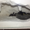 Chasicle’s Camponotus modoc journal! - last post by Chasicle