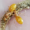 Looking for a bright red Camponotus castaneus queen - last post by Bobtyper9