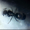 (Formica fusca) How normal is the queen going out of her chamber to eat? - last post by Formiga