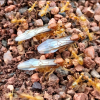 Newbie about Myrmecocystus mimicus! - last post by abcda2254321