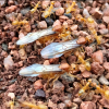 cocdeshijie's Myrmecocystus mimicus Journal 【2021】 - last post by abcda2254321