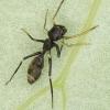 Northern Cali ants for sale. - last post by Dumpling