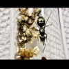 Jant’s Pheidole Californica - last post by JAnt