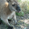wallaby's Photo