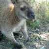 ThomasStans quest for all species! - last post by wallaby