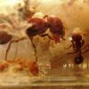 Jeffrey's ant colonies for sale "California residence only" - last post by Boomerfud