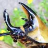 Ants for Sale Cedar Park, Texas - last post by invincibleants1206