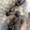 Aphaenogaster occidentalis (B Colony) - last post by westhollywoodant