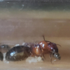 Camponotus modoc queen unable to move legs and seemingly dying - last post by Hothkinstroy